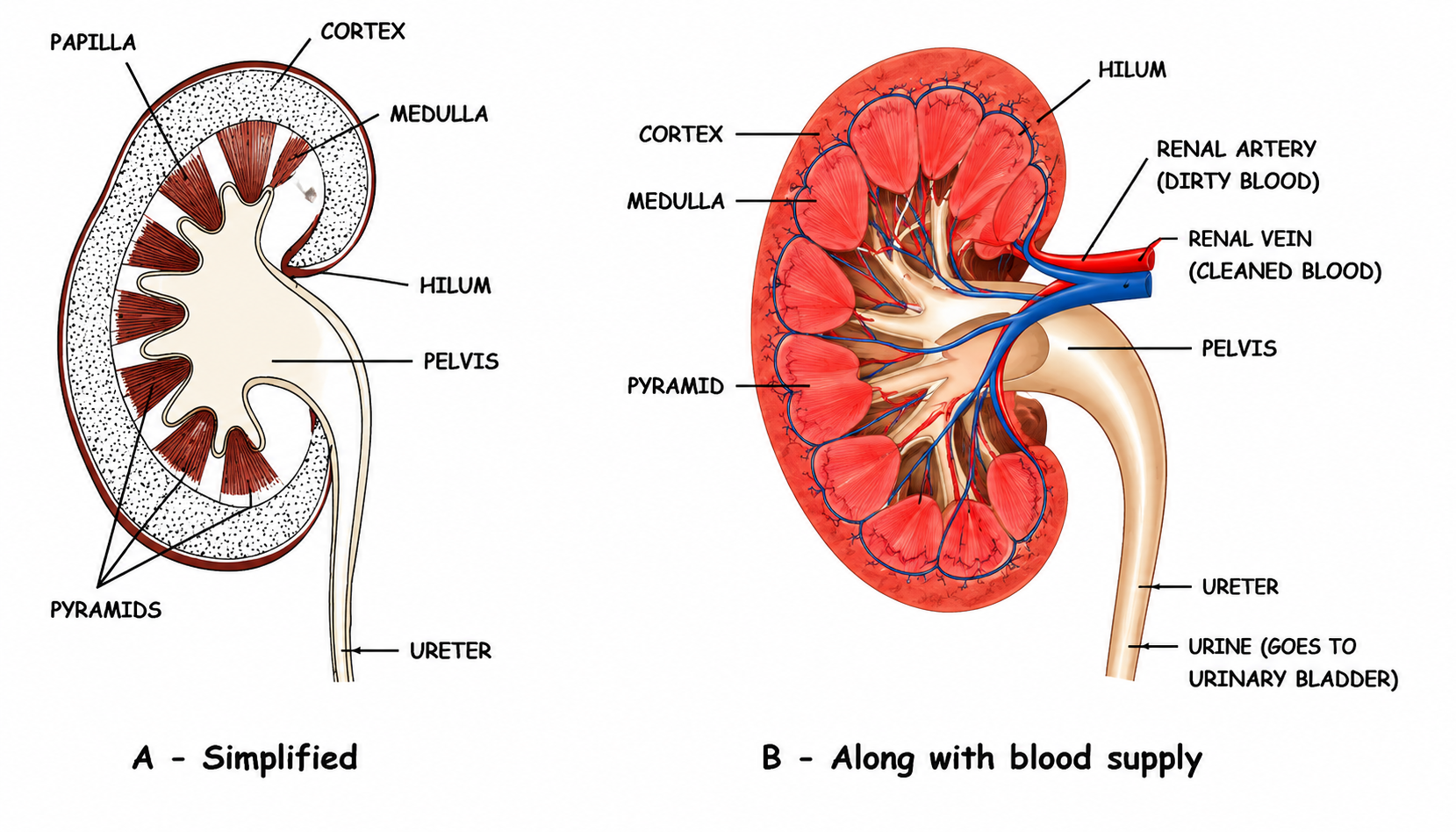 Fig 8.2: A kidney in longitudinal section